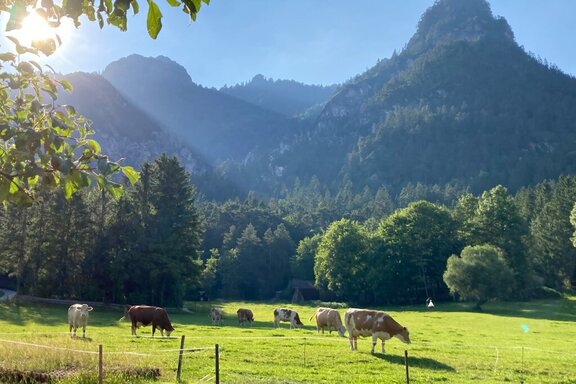 Sommer Bognerlehen